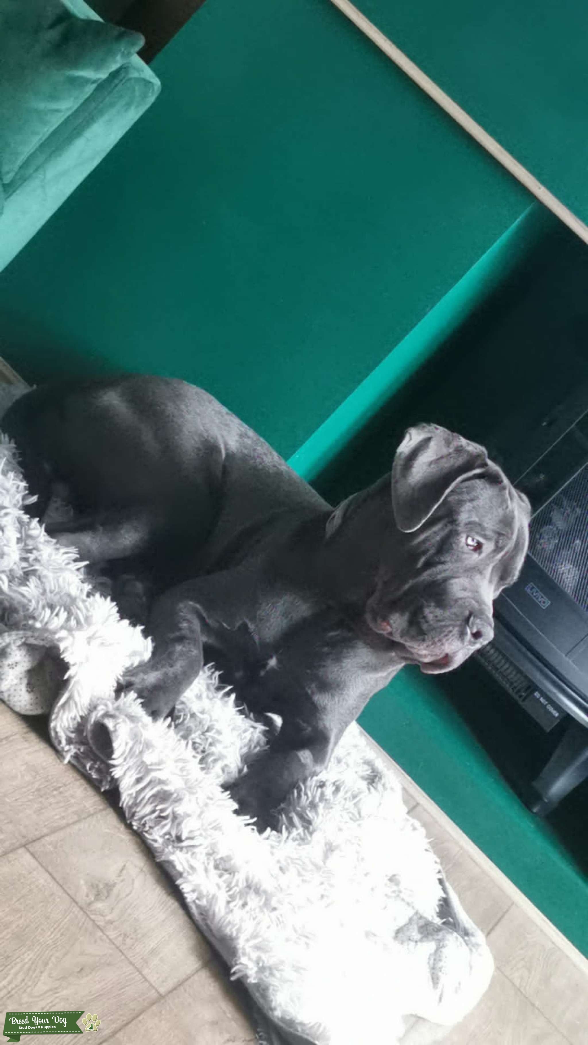 Blue Cane Corso Stud Stud Dog East Midlands Breed Your Dog