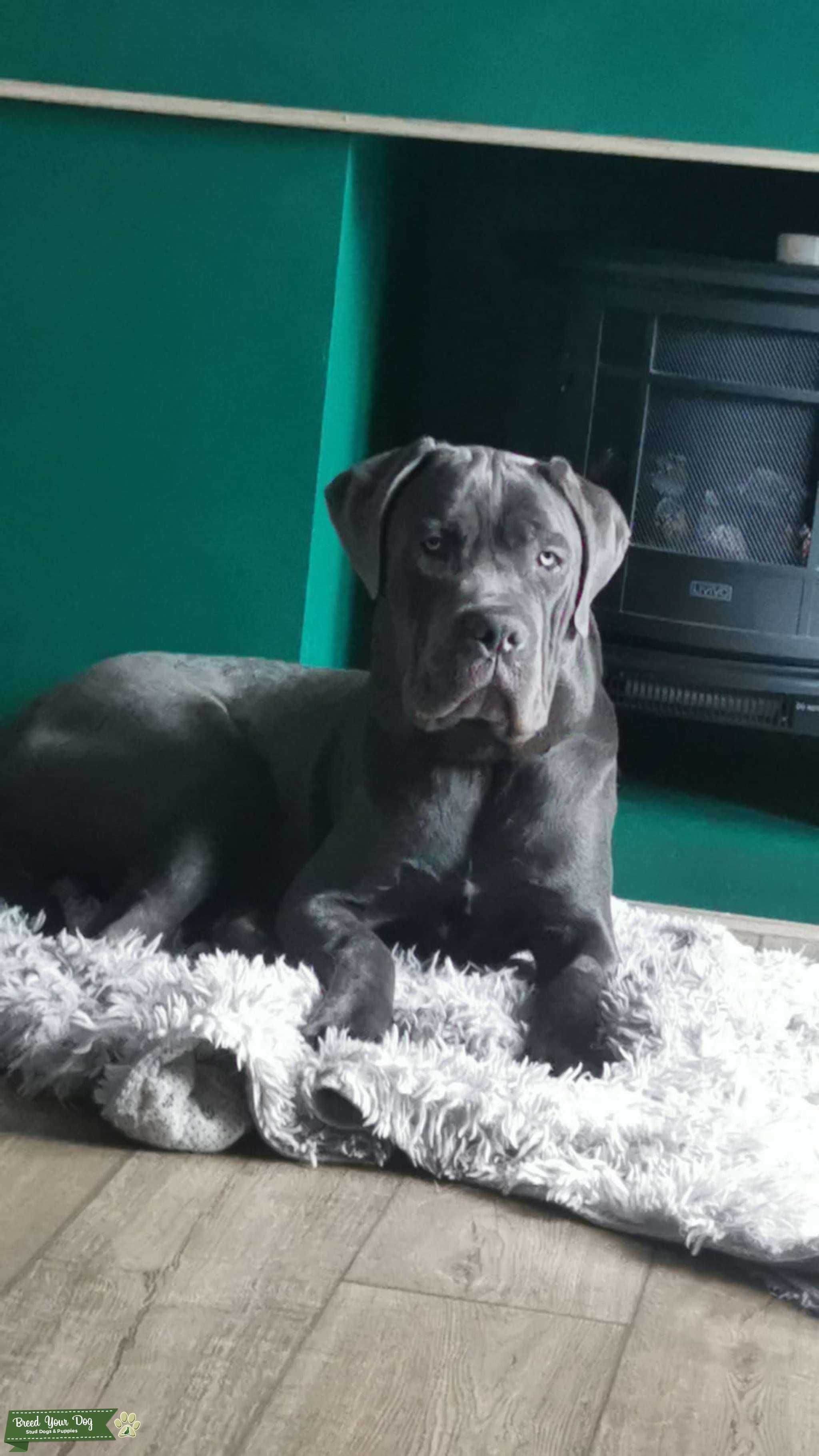 Blue Cane Corso Stud Stud Dog East Midlands Breed Your Dog