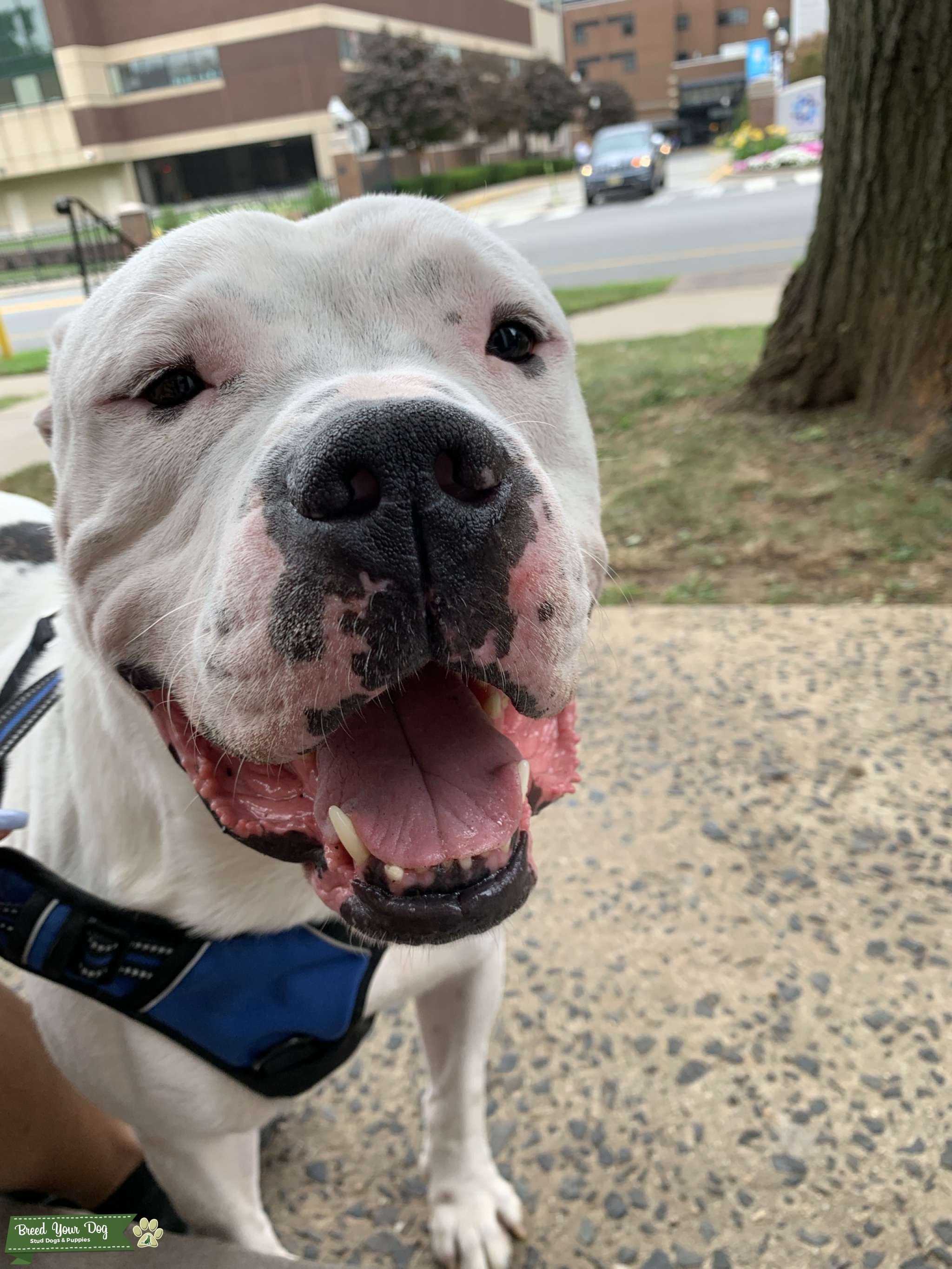 Standard American Bulldog Stud Dog in Staten Island, the United