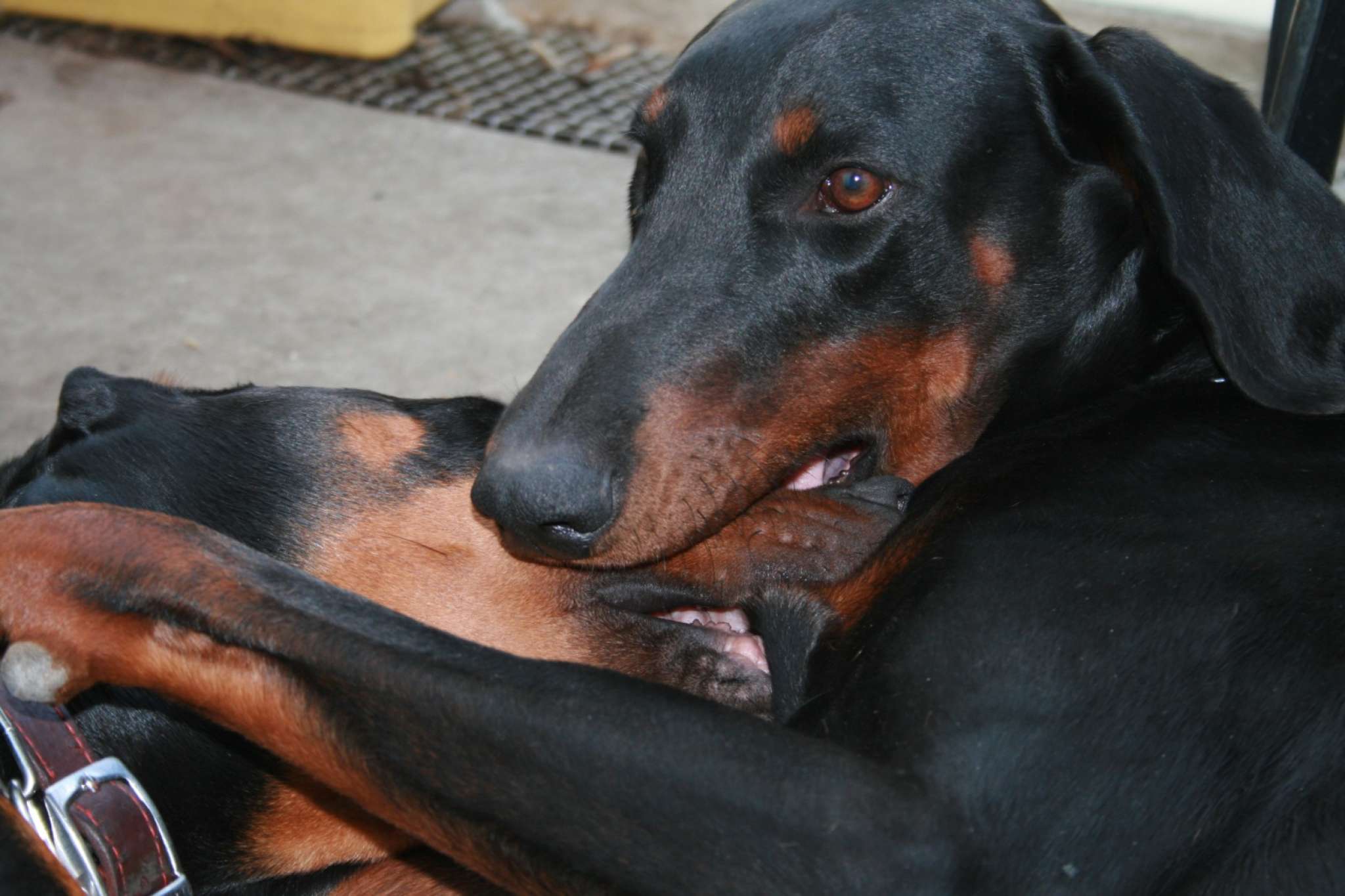 5 generation KC Reg Working Line DOBERMAN FOR STUD (proven) London