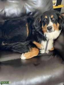 Bernese Mountain/ Border Collie  Listing Image