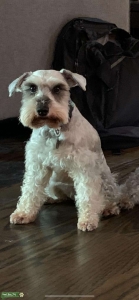 Grey Miniature Schnauzer  Listing Image