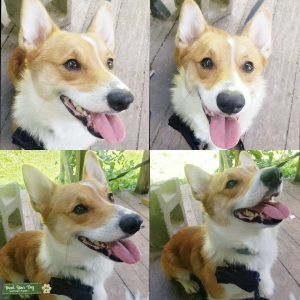 Pembroke Welsh Corgi Stud Listing Image