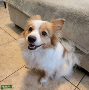 White and orange spots female pomeranian  Listing Image