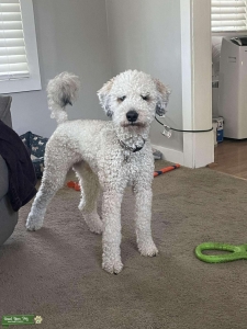 Mini Aussiedoodle Listing Image