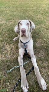 Want to stud him out in the future, very beautiful, blue eyes Listing Image