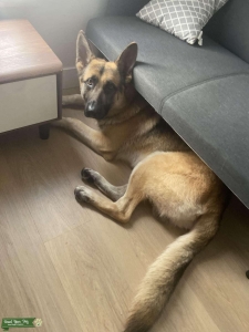 German shepard  Listing Image