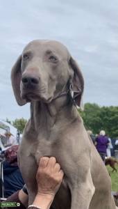 Show Champion Weimaraner For Stud Listing Image