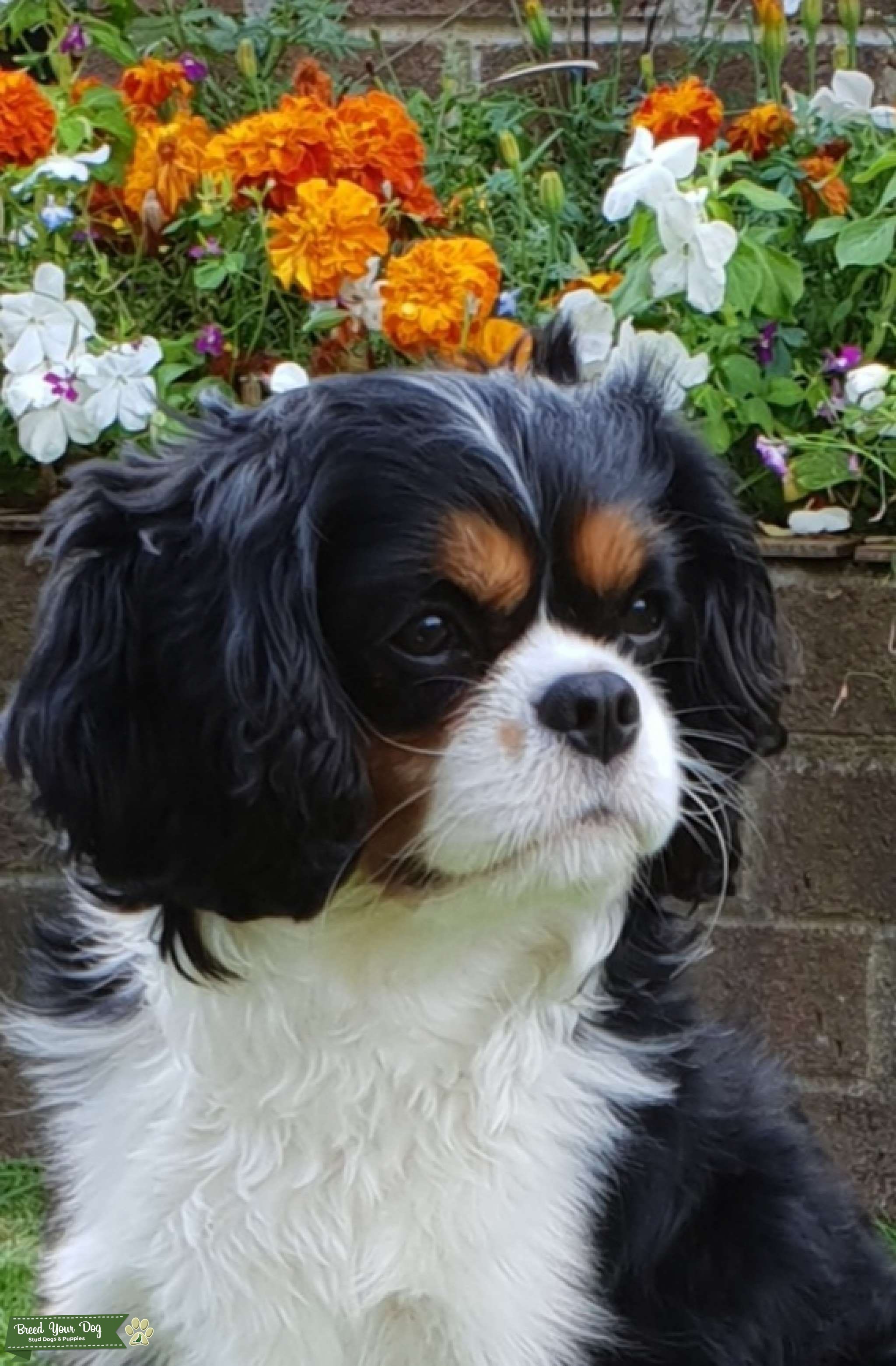 Cavalier king Charles Stud Dog Hampshire Breed Your Dog