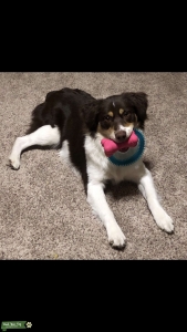 Red Tri Aussie, Looking to Breed Listing Image