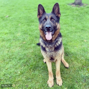 German shepherd up for Stud Listing Image