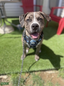 MY BOY READY FOR STUD Listing Image