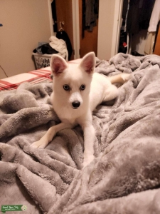 Alaskan Klee kai Female Listing Image