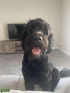 Goldendoodle Stud Listing Image