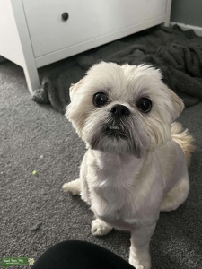 Sandy shih Tzu  Listing Image