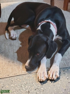 Looking To Breed My Female Listing Image