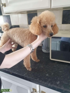 Proven toy poodle Listing Image