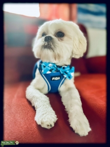 Shih Tzu Stud Services  Listing Image