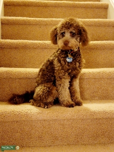 Male Bichon Poodle Listing Image