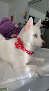 F2 Female Pomsky Listing Image