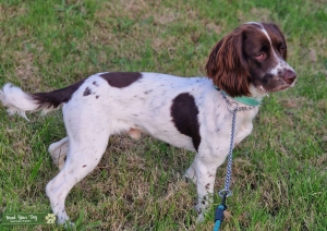 Springer Spaniel For Stud Listing Image