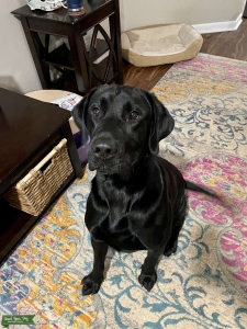 AKC Champ Stud looking for his girl Listing Image
