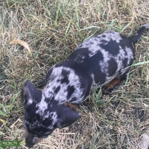 Black and Tan dapple stud Listing Image