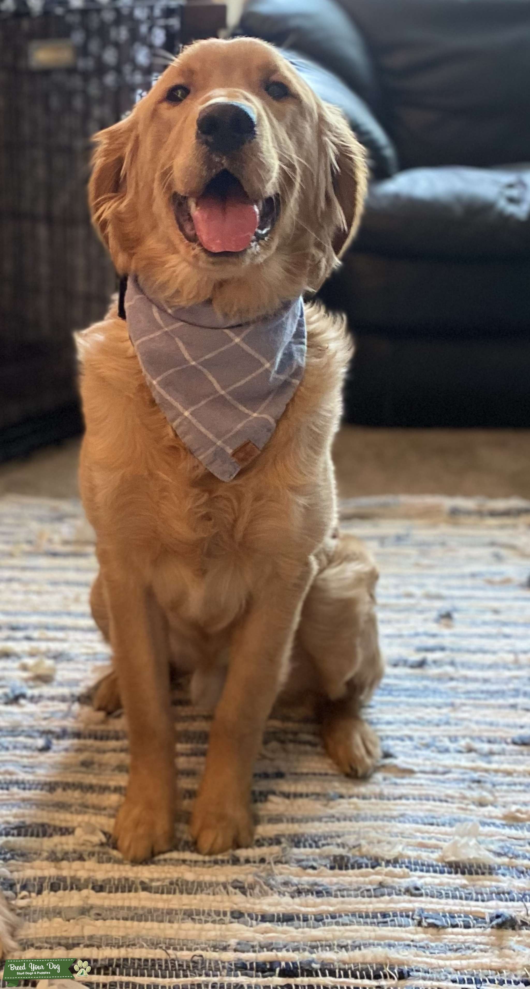Golden Retriever Stud Stud Dog in Connecticut, United States Breed