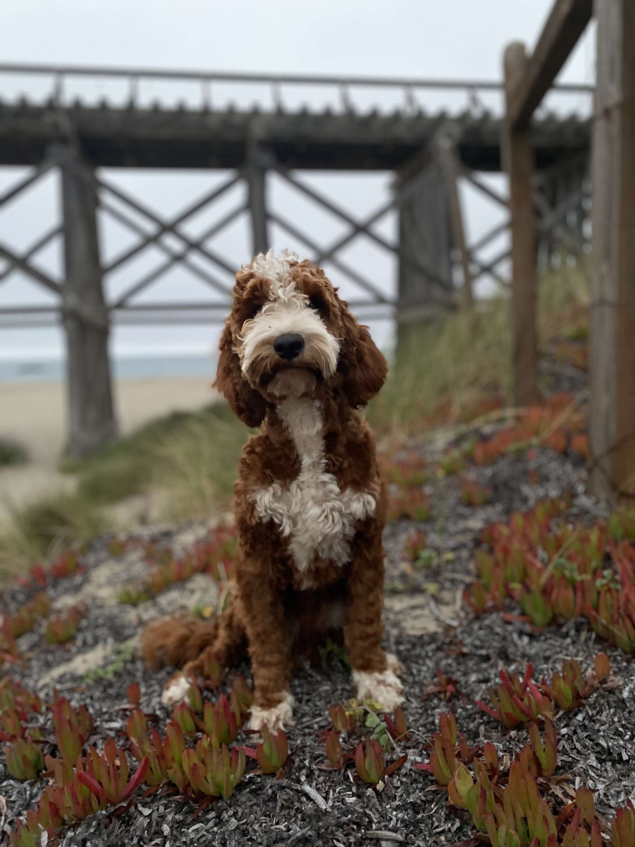 Hot tuxedo goldendoodle Store