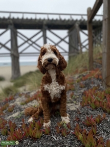 Red tuxedo mini Goldendoodle  Listing Image