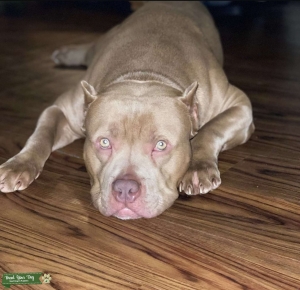 American xl bully  Listing Image