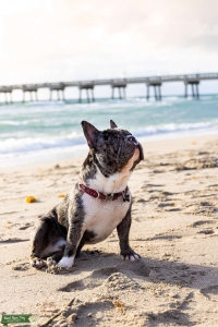 French Bulldog Listing Image
