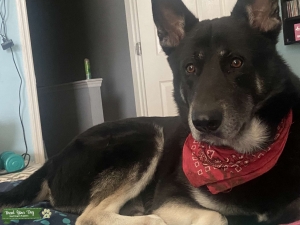 Handsome husky/German shepherd mix Listing Image