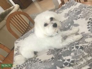 Maltese Stud Listing Image