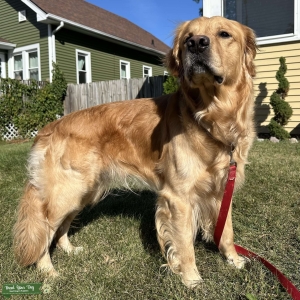 Beautiful Golden Retriever Stud AKC Registered with Breeding Rights Listing Image