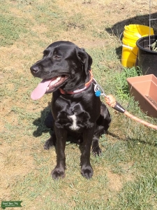 PureBred black Labrador Retriever  Listing Image