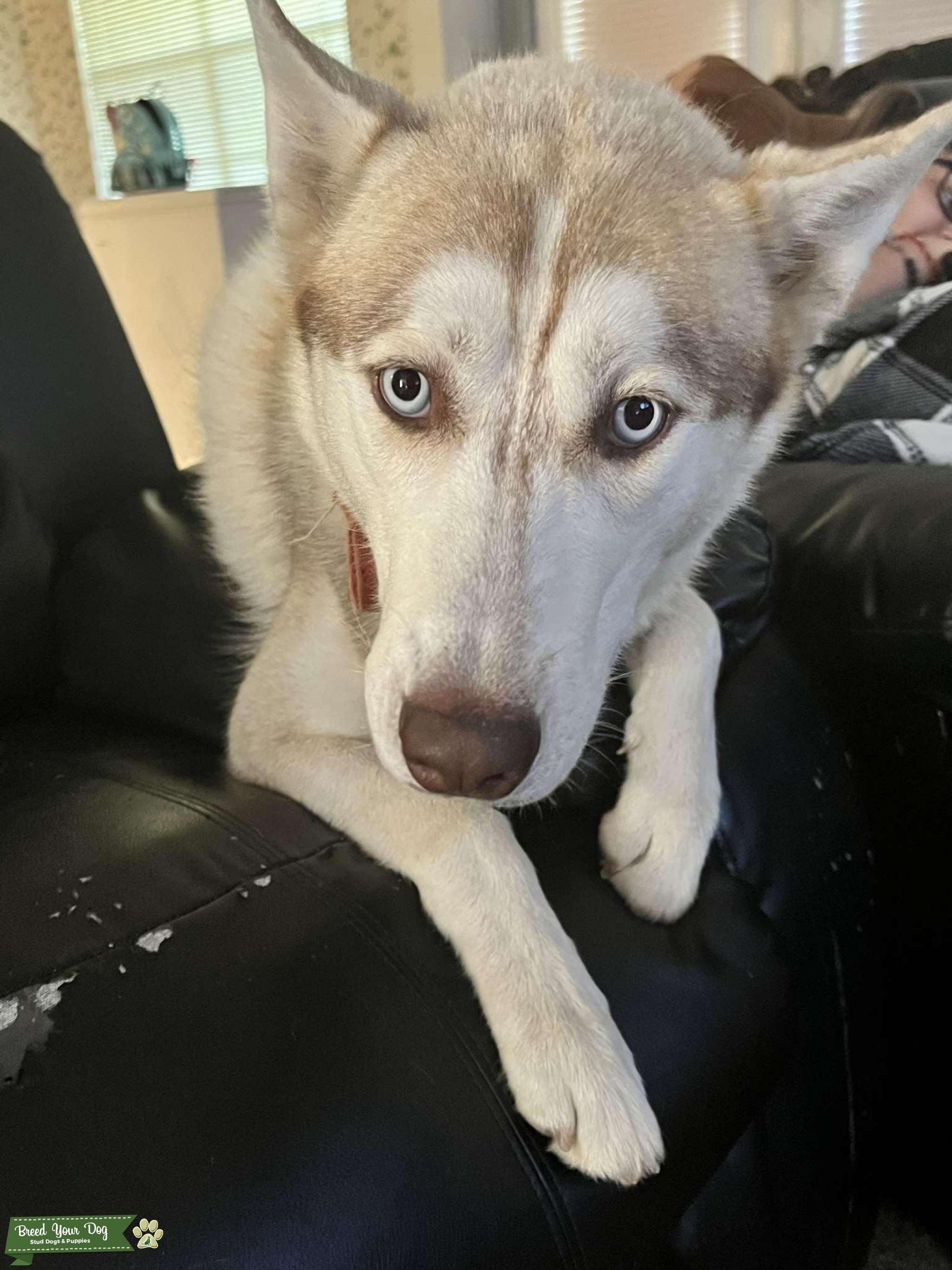 AKC Siberian Husky Stud Dog Oklahoma Breed Your Dog