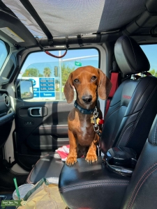 Brown Smooth hair Mini Dachshund  Listing Image