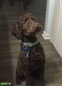 Loving Goldendoodle Listing Image