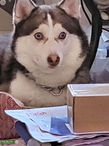 Pomsky Stud Listing Image