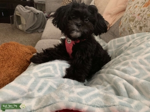 Breed my Girl Listing Image