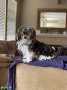 Parti Yorkie Stud Listing Image