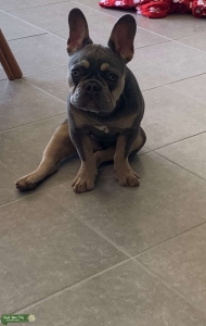 Frenchie Stud Listing Image