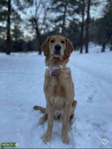 Golden Retriever (red) Listing Image
