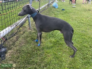Blue kc reg 19’ tall heart tested clear  Listing Image