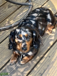 AKC miniature silver dapple dashchund Listing Image