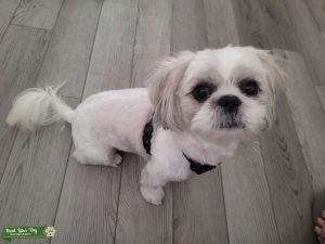 Shih tzu Listing Image