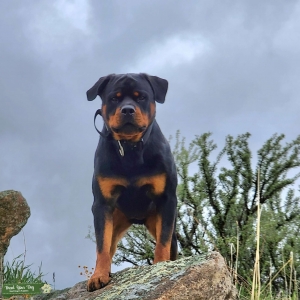 2 year old handsome rottweiler Listing Image