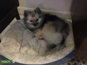Pomeranian (small 4-5 pounds) looking to breed Listing Image