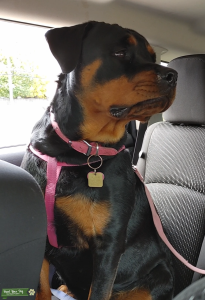 AKC, 12 Year champion bloodline, purebred Rottweiler Listing Image